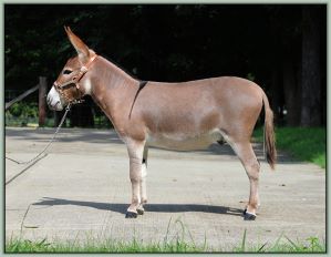 Champion High Point Miniature Halter Yearling Jack, Lil Rascals Crimson Moon